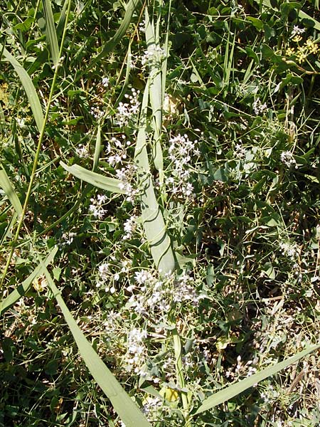 Cynanchum acutum / Stranglewort, GR Euboea (Evia), Styra 27.8.2014