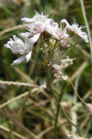 Cynanchum acutum \ Lianen-Schwalbenwurz, Lianen-Hundswrger / Stranglewort, GR Euboea (Evia), Styra 31.8.2014