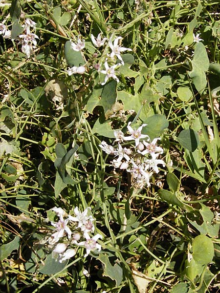 Cynanchum acutum \ Lianen-Schwalbenwurz, Lianen-Hundswrger, GR Euboea (Evia), Styra 31.8.2014