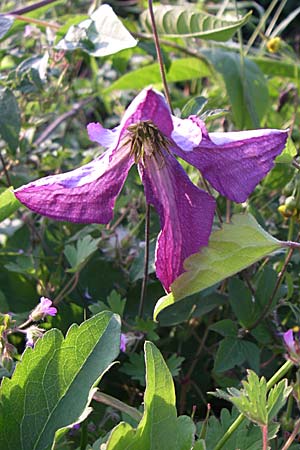 Clematis viticella \ Italienische Waldrebe / Italian Clematis, GR Konitsa 16.5.2008