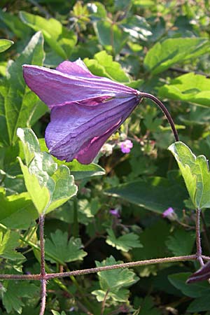 Clematis viticella \ Italienische Waldrebe / Italian Clematis, GR Konitsa 16.5.2008