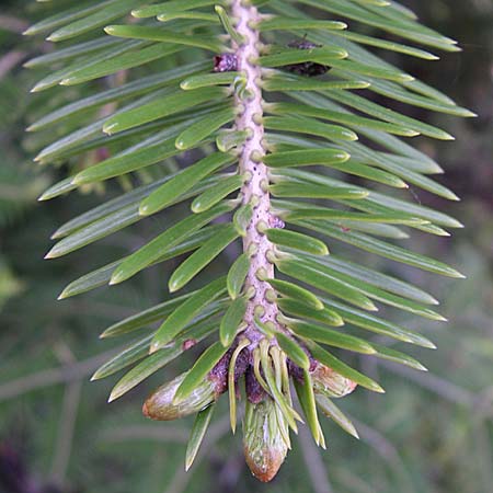 Abies alba / Common Silver Fir, GR Zagoria, Negades 18.5.2008