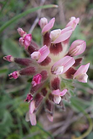 Anthyllis vulneraria subsp. praepropera \ Roter Wundklee / Red Kidney Vetch, GR Peloponnes, Zarouchla Tal / Valley 19.5.2008