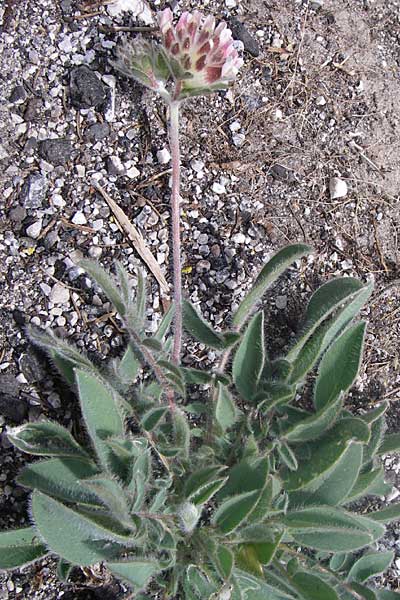 Anthyllis vulneraria subsp. pulchella \ Zierlicher Wundklee / Delicate Kidney Vetch, GR Parnitha 22.5.2008