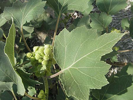 Xanthium italicum \ Italienische Spitzklette, GR Parga 24.8.2007