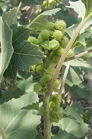 Xanthium italicum / Italian Cocklebur, GR Parga 24.8.2007