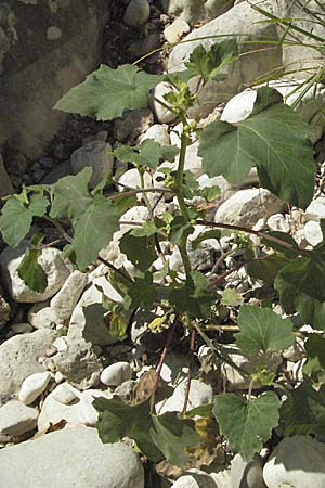 Xanthium italicum \ Italienische Spitzklette / Italian Cocklebur, GR Parga 24.8.2007