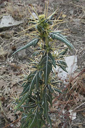 Xanthium spinosum / Spiny Cocklebur, Bathurst Burr, GR Zagoria, Vikos - Gorge 26.8.2007