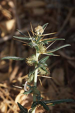 Xanthium spinosum / Spiny Cocklebur, Bathurst Burr, GR Peloponnes, Egio 4.9.2007