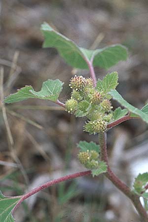 Xanthium italicum / Italian Cocklebur, GR Preveza 6.9.2007