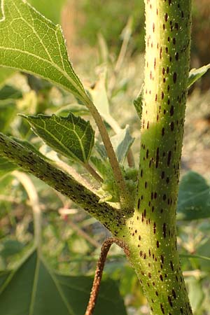 Xanthium italicum / Italian Cocklebur, GR Euboea (Evia), Neos Pirgos 25.8.2017