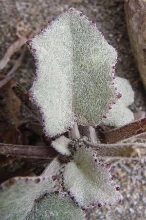 Tussilago farfara / Colt's-Foot, GR Euboea (Evia), Kalianou 29.8.2014