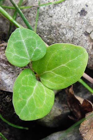 Hedera helix \ Efeu / Ivy, GR Euboea (Evia), Dimosari - Schlucht / Gorge 29.8.2014