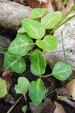 Hedera helix / Ivy, GR Euboea (Evia), Dimosari - Gorge 29.8.2014