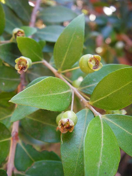 Myrtus communis \ Myrte / Myrtle, GR Euboea (Evia), Karistos 30.8.2014