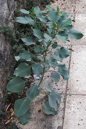 Nicotiana glauca \ Blaugrner Tabak, Baum-Tabak, GR Athen 6.9.2014