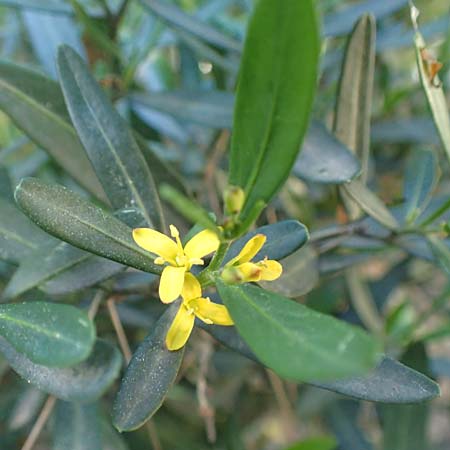 Cneorum tricoccon / Spurge Olive, GR Athen, Mount Egaleo 10.4.2019