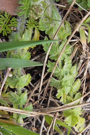 Tordylium apulum \ Apulische Zirmet / Mediterranean Hartwort, GR Peloponnes, Strofilia-Wald bei Kalogria / Peloponnese, Strofilia Forest near Kalogria 27.3.2013