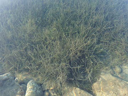 Zostera marina \ Gewhnliches Seegras / Eelgrass, GR Euboea (Evia), Neos Pirgos 25.8.2017