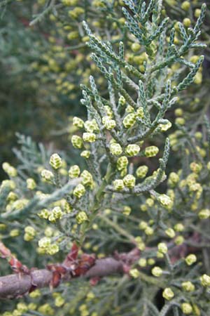 Cupressus sempervirens var. pyramidalis \ Sulen-Zypresse, Italienische Zypresse, GR Parnitha 1.9.2014