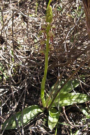 Aceras anthropophorum \ Ohnsporn, Puppenorchis / Man Orchid, GR  Peloponnes, Gramousa 1.4.2013 