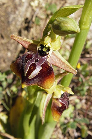 Ophrys aesculapii \ Äskulap-Ragwurz / Asklepios' Bee Orchid, GR  Hymettos 4.4.2013 