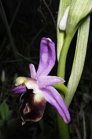 Ophrys argolica \ Argolis-Ragwurz, GR  Peloponnes, Militsa 29.3.2013 