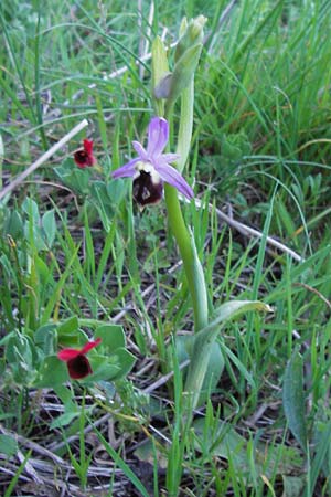 Ophrys argolica \ Argolis-Ragwurz / Argolis Bee Orchid, GR  Peloponnes, Militsa 29.3.2013 