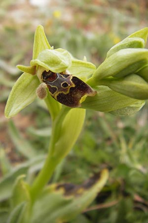 Ophrys attica \ Attische Ragwurz / Attican Bee Orchid, GR  Peloponnes, Kremasti 31.3.2013 