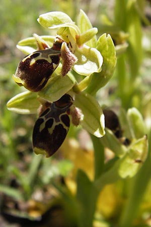 Ophrys attica \ Attische Ragwurz / Attican Bee Orchid, GR  Peloponnes, Gramousa 1.4.2013 