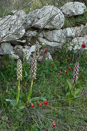 Barlia robertiana / Giant Orchid (eaten by animal?), GR  Peloponnes, Manthirea 1.4.2013 