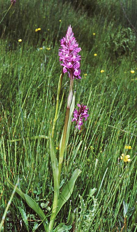 Dactylorhiza baumanniana / Baumann's Orchid, GR  Fourka 5.6.1989 (Photo: Jan & Liesbeth Essink)