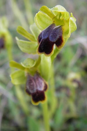 Ophrys calocaerina \ Rotbraune Ragwurz / Summer Bee Orchid, GR  Peloponnes, Manthirea 1.4.2013 