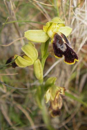Ophrys calocaerina \ Rotbraune Ragwurz / Summer Bee Orchid, GR  Hymettos 2.4.2013 