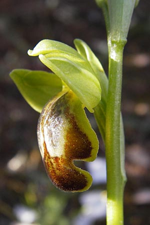 Ophrys bilunulata subsp. punctulata \ Gepunktete Ragwurz / Punctate Ophrys, GR  Hymettos 3.4.2013 