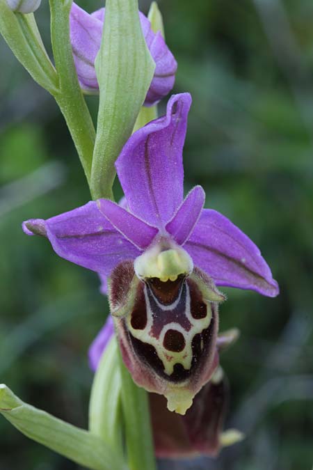 Ophrys calypsus \ Kalypso-Ragwurz / Calypso Bee Orchid, GR  Kythira, Avlemonas 17.3.2014 (Photo: Jan & Liesbeth Essink)