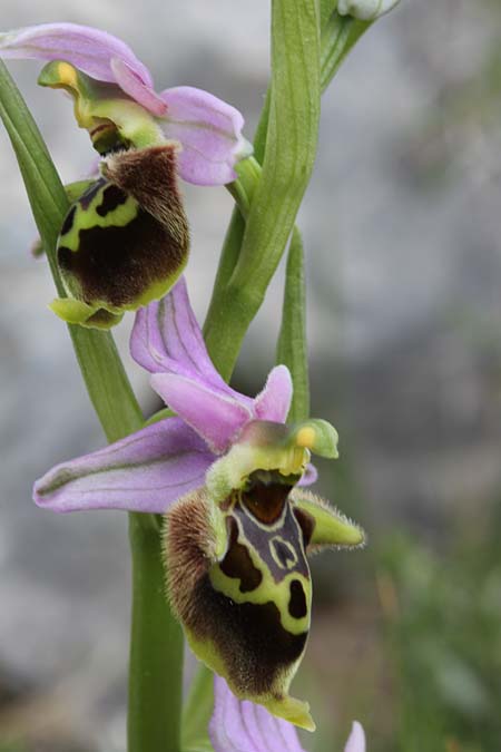 Ophrys calypsus \ Kalypso-Ragwurz / Calypso Bee Orchid, GR  Kythira, Mermigaris 3.4.2014 (Photo: Jan & Liesbeth Essink)