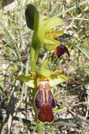 Ophrys calocaerina \ Rotbraune Ragwurz / Summer Bee Orchid, GR  Peloponnes, Gramousa 1.4.2013 
