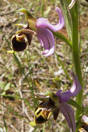 Ophrys schlechteriana \ Schlechters Ragwurz / Schlechter's Orchid, GR  Peloponnes, Gramousa 1.4.2013 