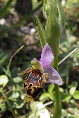 Ophrys schlechteriana \ Schlechters Ragwurz / Schlechter's Orchid, GR  Peloponnes, Gramousa 1.4.2013 