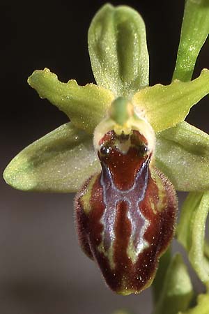 Ophrys exaltata subsp. cephalonica \ Kefalonia-Ragwurz / Cephalonia Orchid, GR  Lefkas 18.4.2003 (Photo: Helmut Presser)