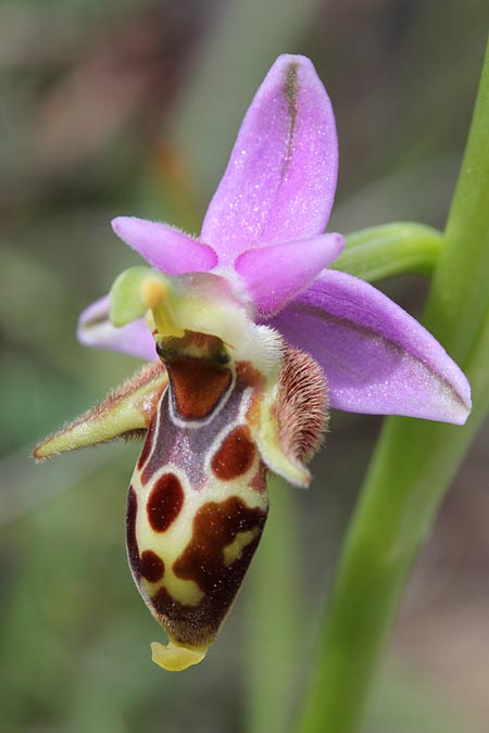 Ophrys ceto \ Ceto-Ragwurz / Ceto Bee Orchid, GR  Kythira, Viaradika 22.4.2014 (Photo: Jan & Liesbeth Essink)