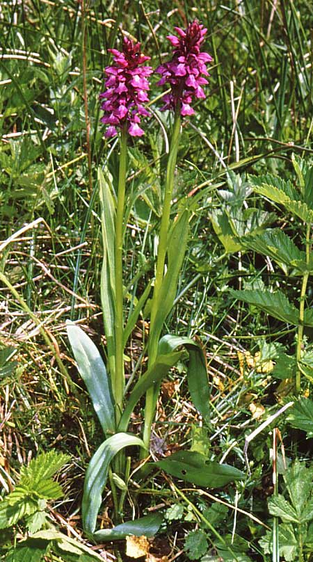 Dactylorhiza graeca \ Griechische Herz-Fingerwurz / Greek Orchid, GR  Lailias 22.6.1988 (Photo: Jan & Liesbeth Essink)