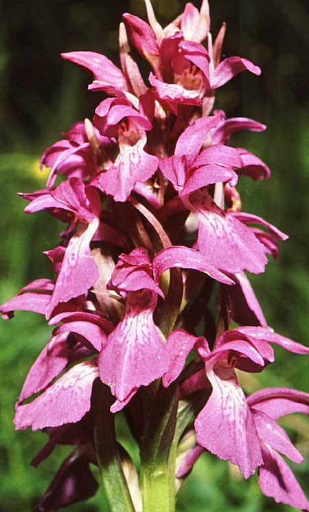 Dactylorhiza graeca \ Griechische Herz-Fingerwurz / Greek Orchid, GR  Lailias 22.6.1988 (Photo: Jan & Liesbeth Essink)