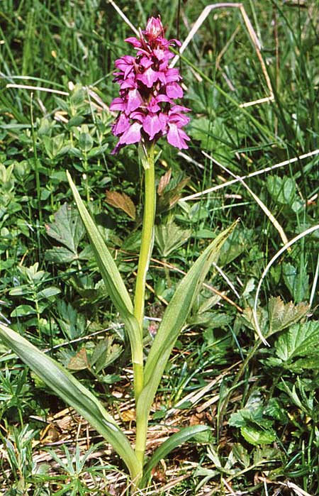 Dactylorhiza graeca \ Griechische Herz-Fingerwurz / Greek Orchid, GR  Lailias 22.6.1988 (Photo: Jan & Liesbeth Essink)