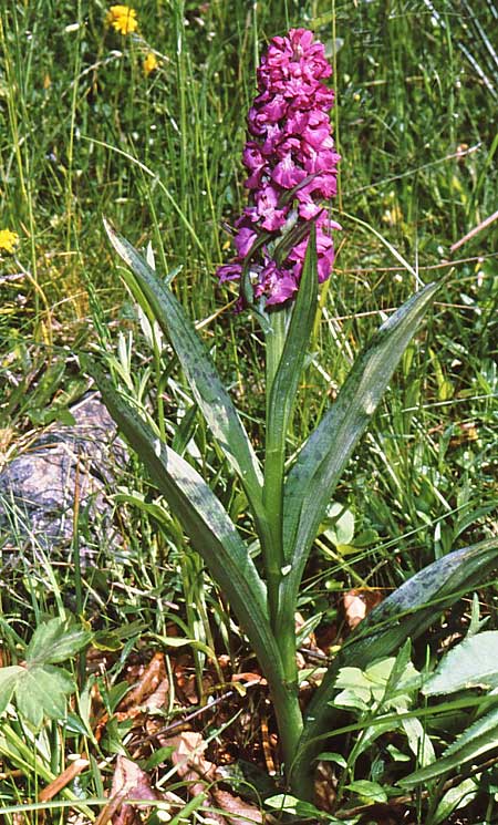 Dactylorhiza cordigera \ Herz-Fingerwurz, Herz-Knabenkraut / Heart-Shaped Orchid, GR  Pisoderi 8.6.1990 (Photo: Jan & Liesbeth Essink)