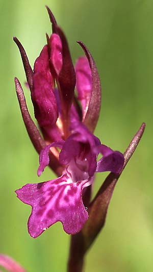 Dactylorhiza cordigera var. rhodopeia \ Rhodopen-Fingerwurz, Rhodopen-Knabenkraut / Rhodope Orchid, GR  Levaditis 12.6.2004 (Photo: Helmut Presser)