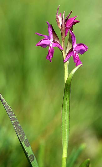 Dactylorhiza cordigera var. rhodopeia \ Rhodopen-Fingerwurz, Rhodopen-Knabenkraut / Rhodope Orchid, GR  Levaditis 12.6.2004 (Photo: Helmut Presser)