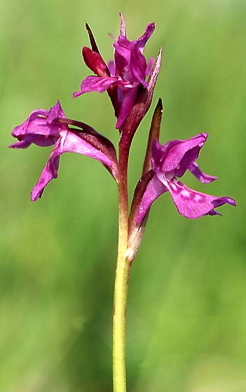 Dactylorhiza cordigera var. rhodopeia \ Rhodopen-Fingerwurz, Rhodopen-Knabenkraut / Rhodope Orchid, GR  Levaditis 12.6.2004 (Photo: Helmut Presser)