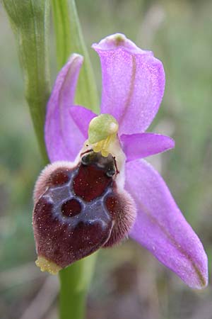 Ophrys delphinensis \ Delphi-Ragwurz, GR  Peloponnes, Zarouchla Tal 19.5.2008 